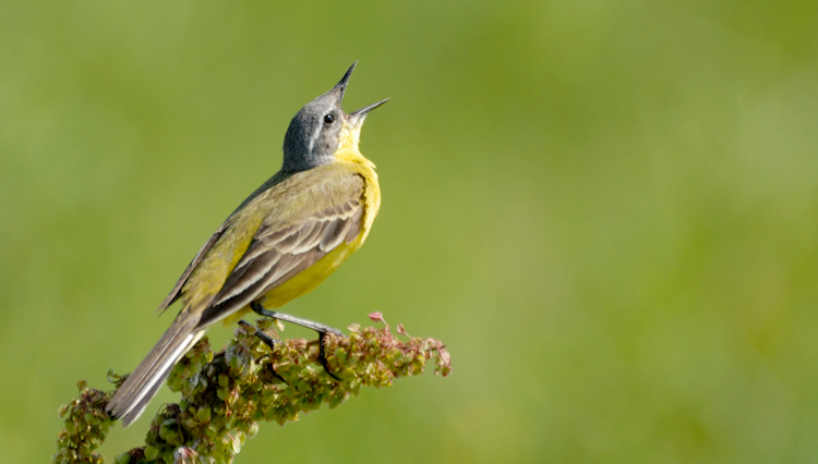 bird-singing - David Servant